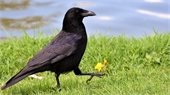 Clever Corvids
