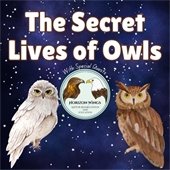 Secret Life of Owls