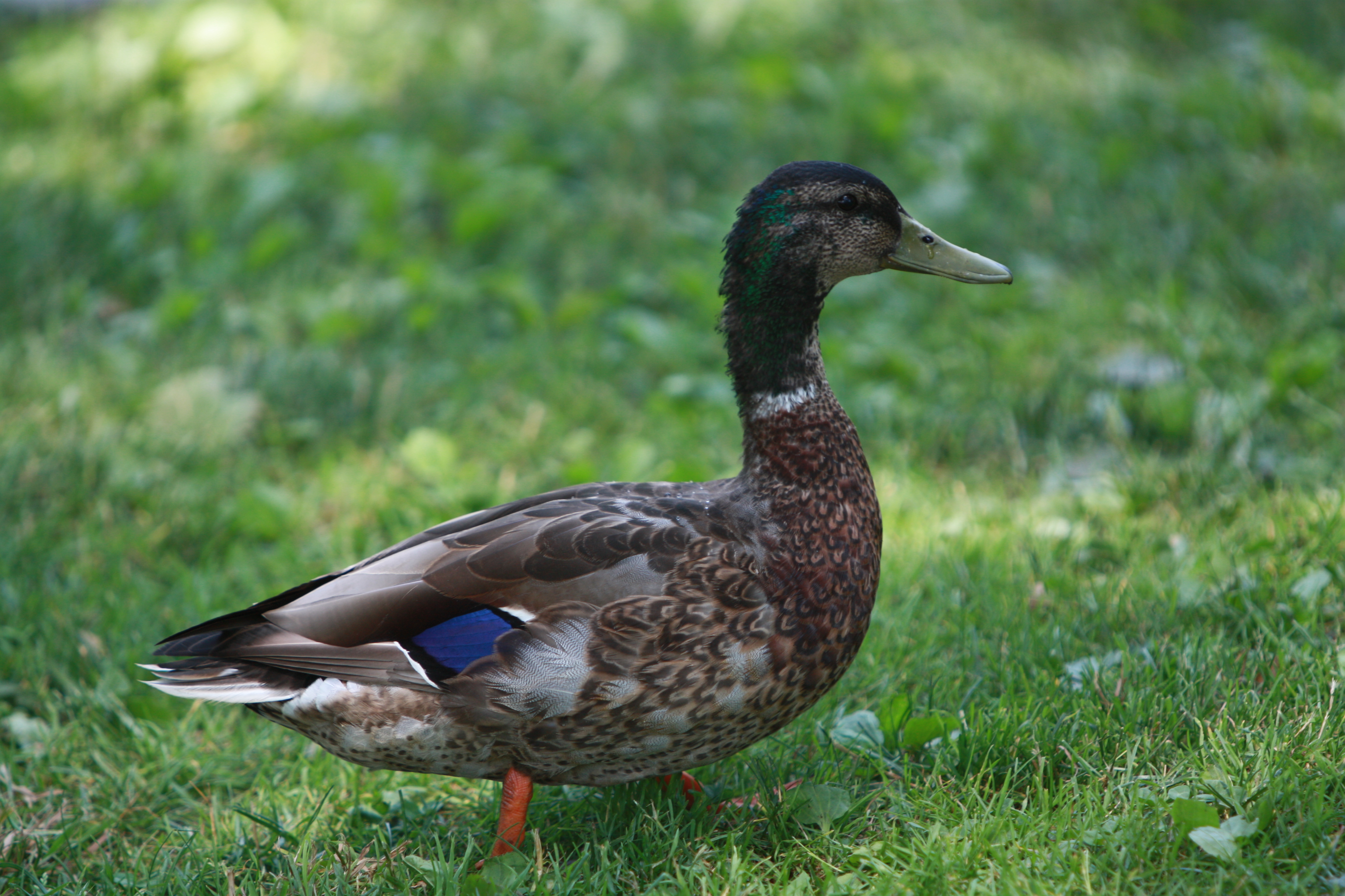 Duck in the grass