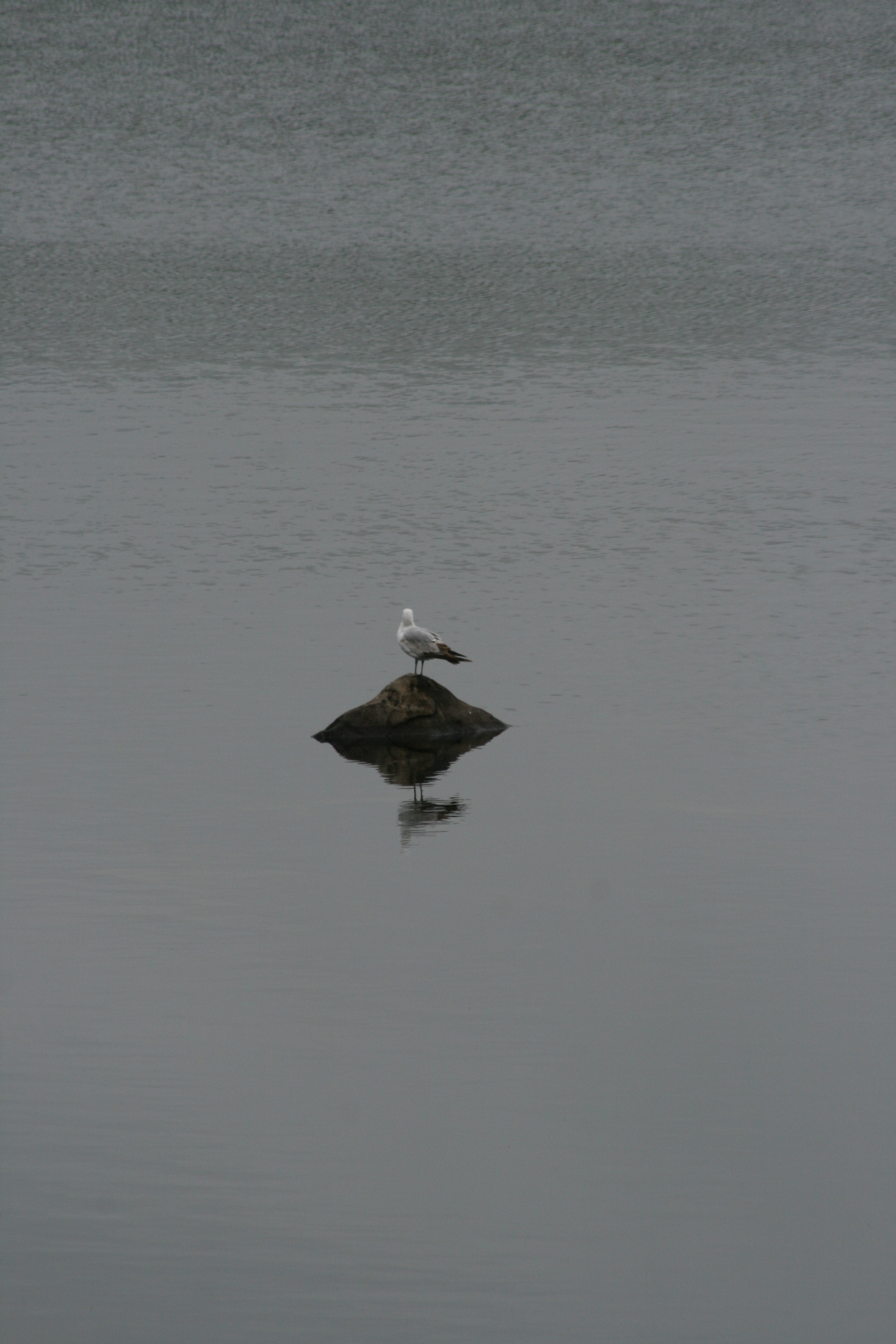 Bird on a rock in the water