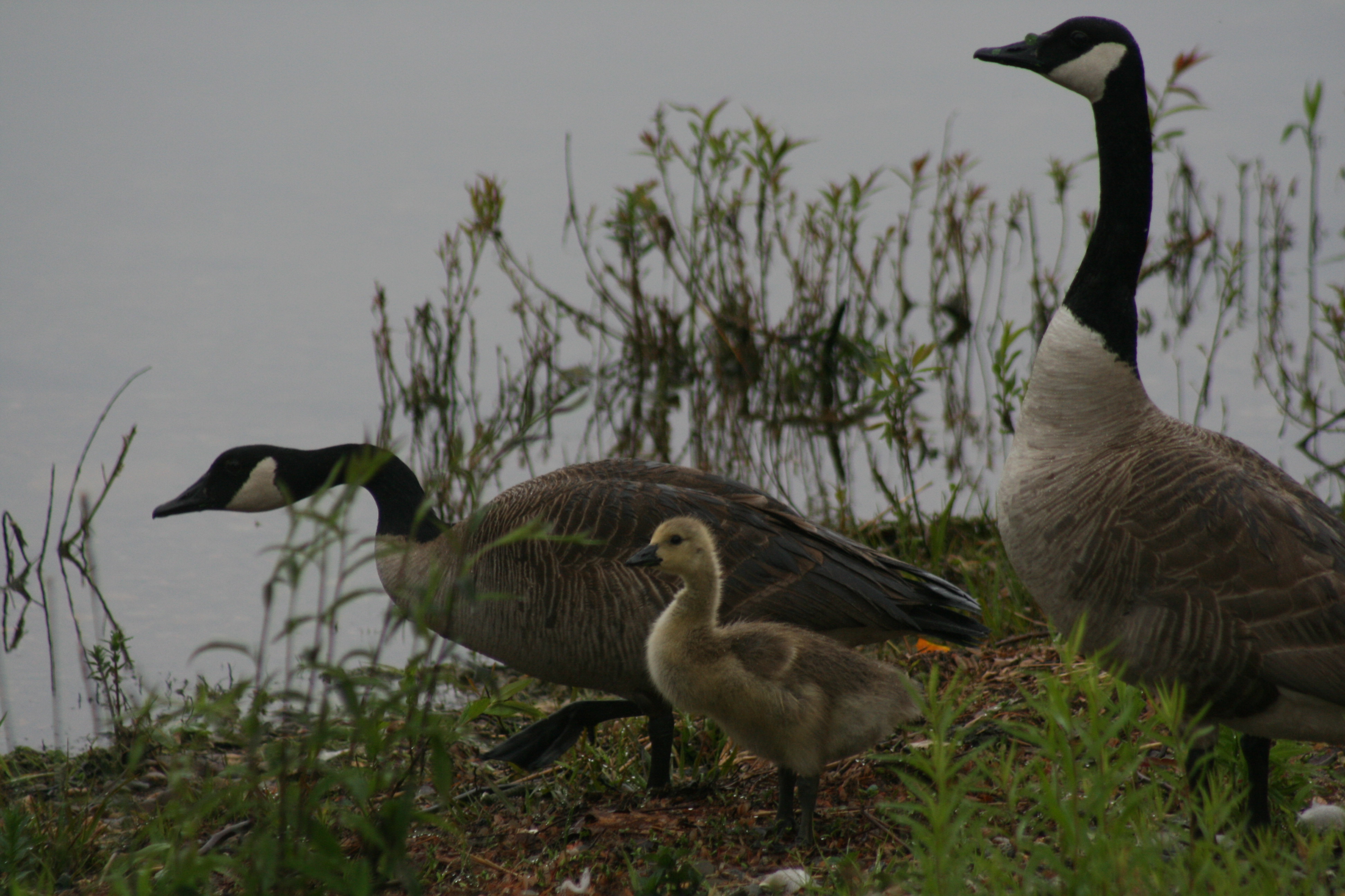 Geese on the shore