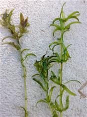 Hydrilla